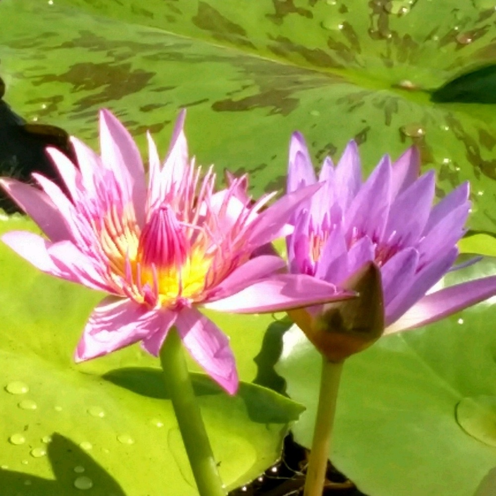 Meet your Posher, Requel